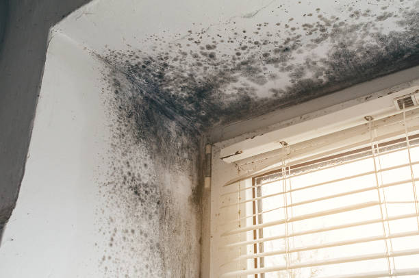 Affordable Commercial Mold Remediation solutions in Waverly, IL